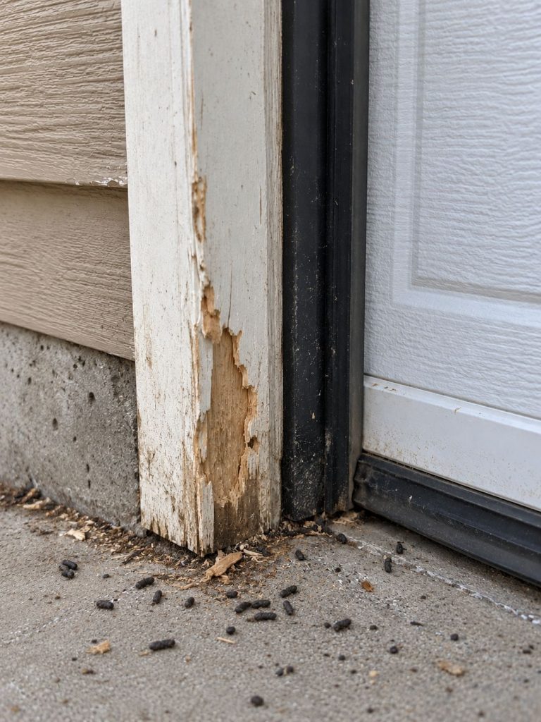 Gnaw marks from rodents on the trim of a garage, with mice feces scattered on the floor.