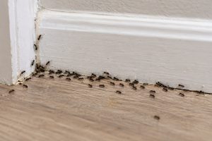 A trail of ants by a baseboard.
