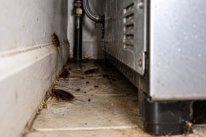 Cockroaches behind a stove.