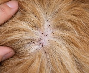 Flea dirt on a dog.