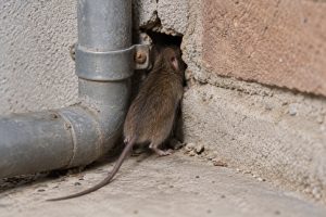 A mouse going into a hole in a brick wall.
