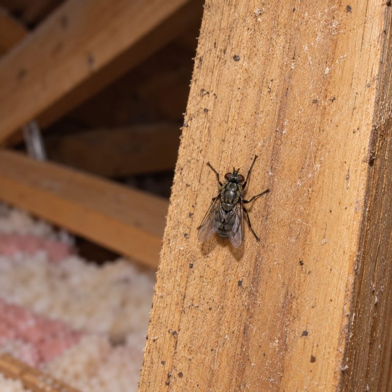 A cluster fly in an attic.
