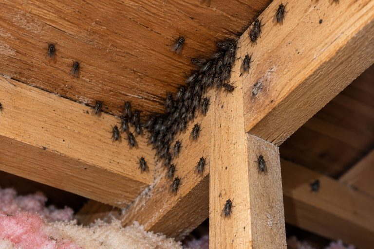 Cluster flies in an attic.