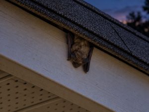 A bat wedged in a small opening around the roofline of a house.