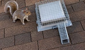 A squirrel on a roof beside a vent covered with wire mesh.